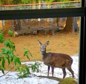Dame vam pokoj - 4 pokoje se sdilenou kuchyni, kapacita max 9 osob