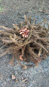 Hotel e Camping Espaço Verde Pousada