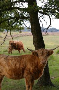 Chalet with large veranda 6p centrally located in National Park, Swimming pool 168