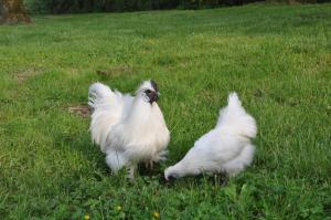 B&B / Chambres d'hotes La Ferme de Vrilly : photos des chambres