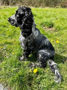 Shepherds Hut in enclosed field