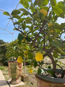 Villas Mas Provencal dans la colline : photos des chambres