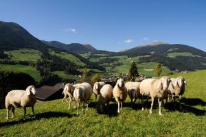 Botenhof - Urlaub auf dem Bauernhof - Agriturismo