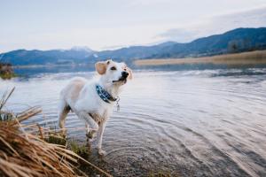 Schnitzers Dahoam - Hundefreundlich