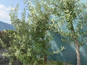 Apartment Orizia by Interhome