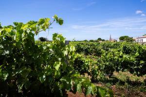 Hotels Hotel Les Vignes de la Chapelle, 