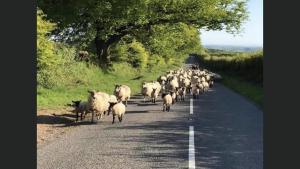 Farmhouse - Sleeps 6 & Pets Allowed