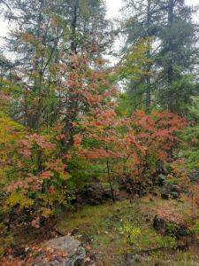 Appartements SUPERBE APPARTEMENT REFAIT A NEUF avec garage : photos des chambres