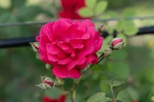 Casa Lavoura em Requeixo - Corgo