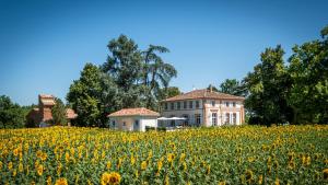 Maisons de vacances Gite ANDA- piscine- Montauban - Lacourt-Saint-Pierre : photos des chambres