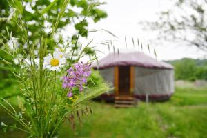 Campings la Tiny dans la prairie : photos des chambres