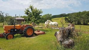 Campings la Tiny dans la prairie : photos des chambres