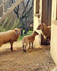 Maisons de vacances Le domaine lyonnais pour groupe : photos des chambres