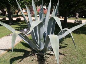 B&B / Chambres d'hotes MAS MAURANE-Roulotte avec SPA prive aux portes d'ARLES : photos des chambres