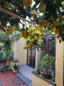 L'AGRUMETO SEGRETO img28