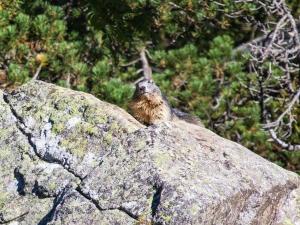 Studio cosy 4 pers. avec loggia, parking et équipement complet, à deux pas du centre de Cauterets - FR-1-401-78
