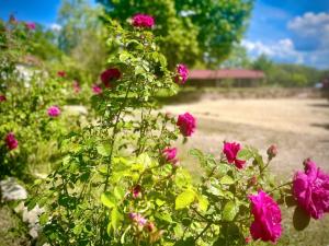 B&B / Chambres d'hotes Farm de Rodeo Gites et chambre d' hotes : photos des chambres