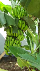 Blossom House Zanzibar