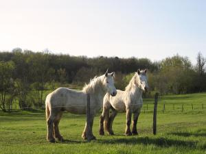 Campings la Tiny dans la prairie : photos des chambres