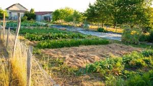 Campings la Tiny dans la prairie : photos des chambres