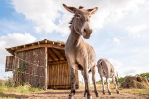 Campings la Tiny dans la prairie : photos des chambres