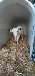 Maisons de vacances Gite a la ferme le vivier : photos des chambres