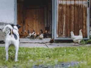 Apartment in Fusch near Grossglockner Road