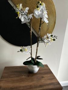 Safari Avenue one Bedroom Apartment