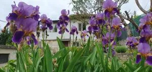 Стая за гости "Ирина" - Vasil Levski