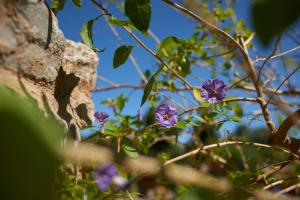 Appartements Jardin de Palme : photos des chambres