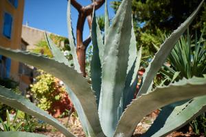 Appartements Jardin de Palme : photos des chambres