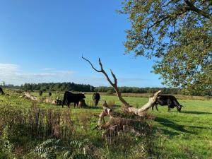 Chalet met Veranda en whirlpool gelegen in NP Drents Friese Wold, camping met zwembad 70