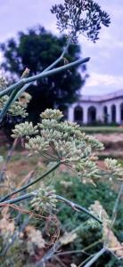 Royal Farm Bharatpur