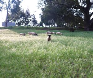 Preston Valley Shed Stay