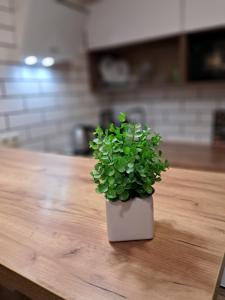 New modern apartments in the center