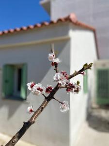 Anastasia, downtown village house