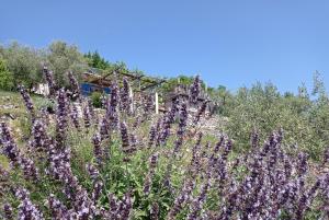 Casa Delle Olive 