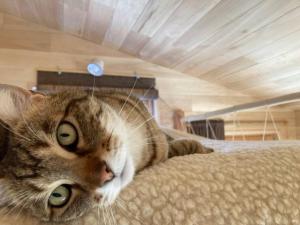 Chalets Cabane du Canada : photos des chambres