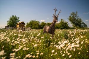 Hatters Meadows Glamping