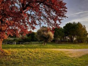 TRULLI CONTI Grande spazio alberato incontaminato- prenotazione esclusiva