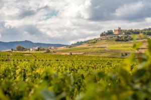 Maisons de vacances Douceurs des vignes du Vivian : photos des chambres