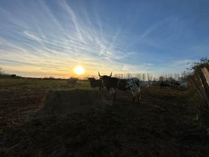 Villas Domaine de la Tapie de Bouchet - en Camargue : photos des chambres