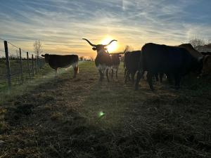 Villas Domaine de la Tapie de Bouchet - en Camargue : photos des chambres