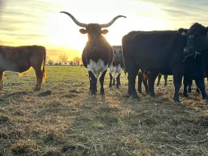 Villas Domaine de la Tapie de Bouchet - en Camargue : photos des chambres