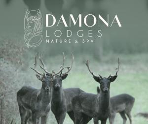 Campings DAMONA LODGES : photos des chambres