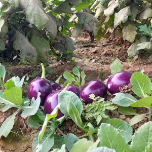 Royal Farm Bharatpur