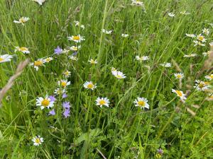 Maisons de vacances Gite Wildflower Lane : photos des chambres