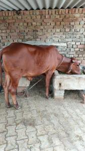 Royal Farm Bharatpur