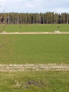 Värmlandsnäs Valdersrud Stenröse