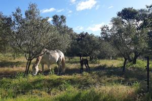 Villas Mas provencal de charme au milieu des oliviers -Piscine-Clim : photos des chambres